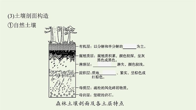 新人教必修第一册高中地理第五章植被与土壤第二节土壤课件08