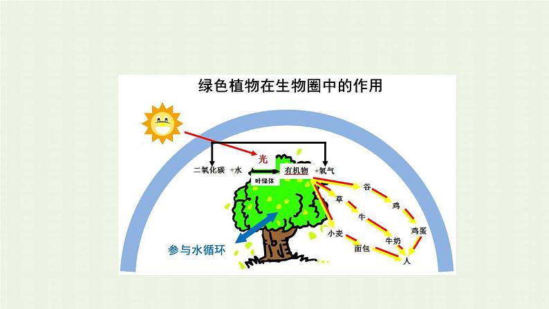 新人教版高中地理必修第一册第五章植被与土壤第一节植被课件05