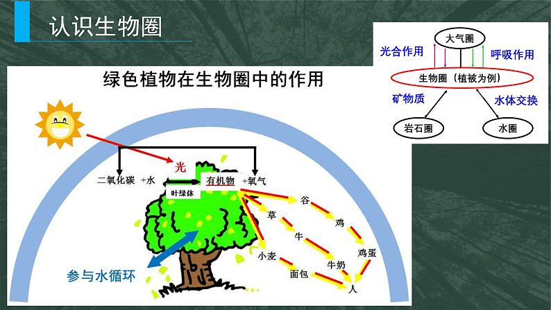 2.3生物圈与植被（精品课件）-2022-2023学年高一地理同步备课系列（鲁教版2019必修第一册）05