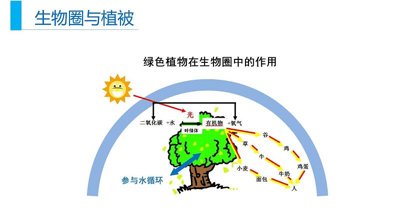 5.1植被（课件）05