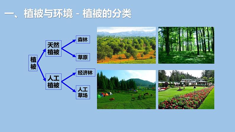 5.1  植被-2022-2023学年高一地理上学期同步课堂备课课件（人教版2019必修第一册）06