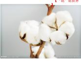 南亚的农业-印度棉花 课件