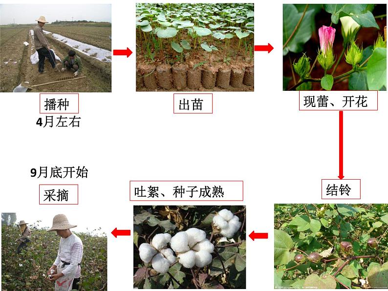 南亚的农业-印度棉花 课件第4页