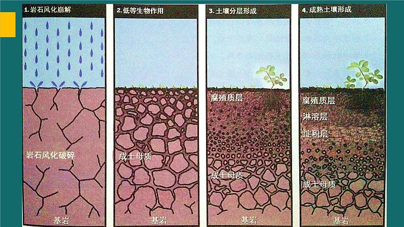 5.2 土壤的形成 课件04