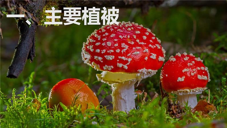 高中地理必修第一册（湘教版）拓展课件5-1 主要植被与自然环境第8页