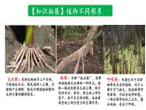 3.3.2 气候的形成及其对自然景观的影响（气候对自然景观形成的影响）（课件）-2022-2023学年高二地理同步精品课堂（中图版2019选择性必修1）