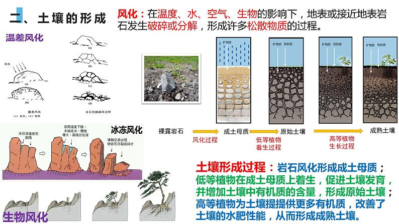 5.2.2土壤的主要形成因素课件PPT02