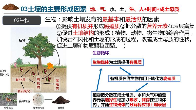 5.2.2土壤的主要形成因素课件PPT05