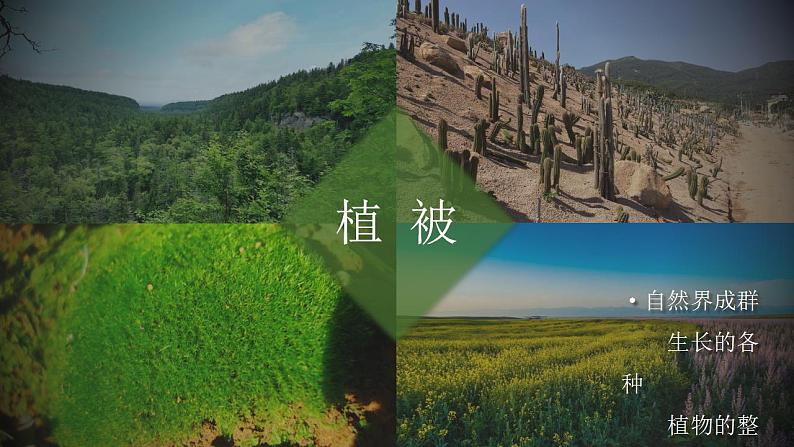 5.1植被（教学课件）高一地理同步备课系列（人教版2019必修第一册）05