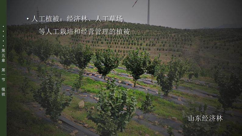 5.1植被（教学课件）高一地理同步备课系列（人教版2019必修第一册）07