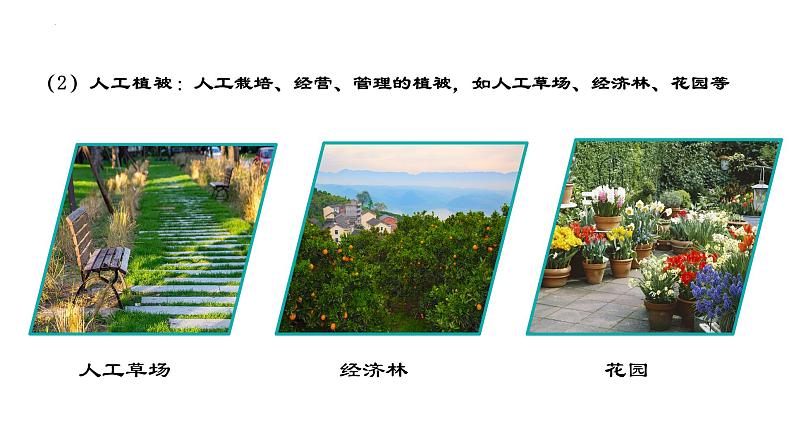 考点08+植被与土壤（第1课时）-【一轮夯基】备战2024年高考地理一轮复习优质课件（通用版）第8页