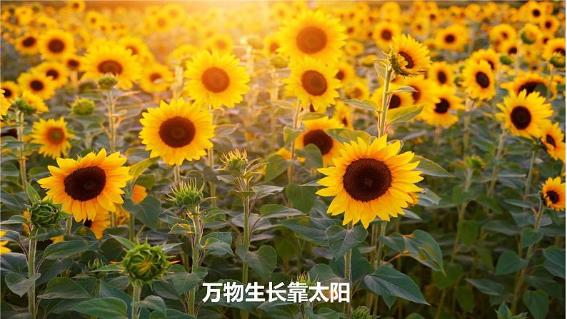 1.2+太阳对地球的影响-【新课标教学】2023-2024学年高一地理上学期同步教学课件（湘教版2019必修第一册）03