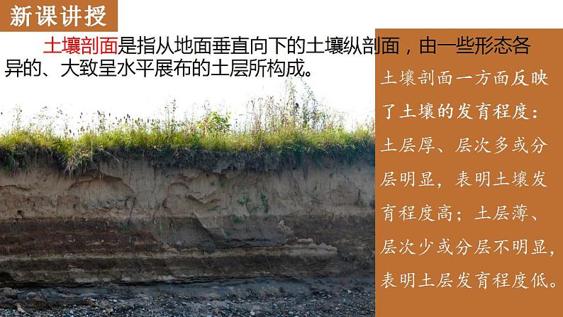 3.4分析土壤形成的原因2023-2024学年高中地理鲁教版（2019）必修一课件PPT04