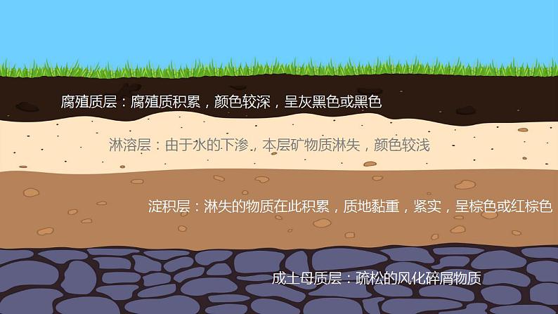 3.4分析土壤形成的原因2023-2024学年高中地理鲁教版（2019）必修一课件PPT06