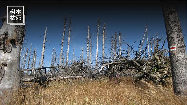 5.1 《人类面临的主要环境问题》教学课件07