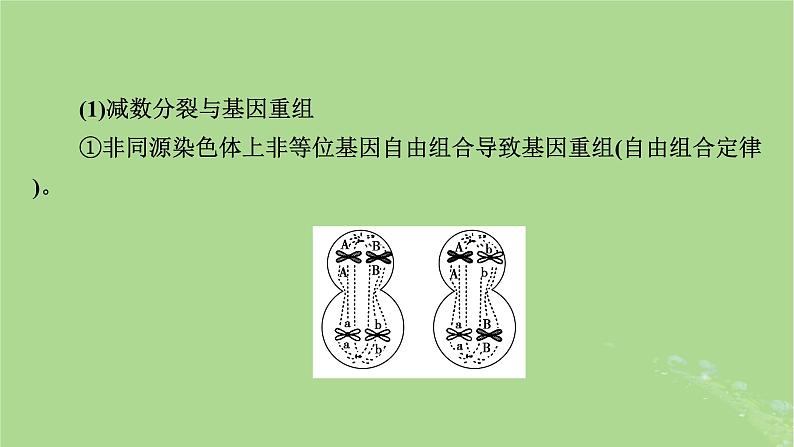 2025版高考生物一轮总复习必修1微专题4减数分裂与可遗传变异的关系课件第3页