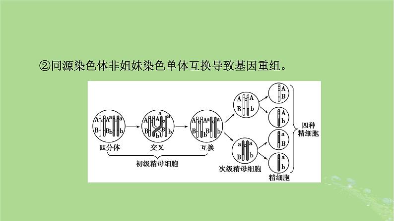 2025版高考生物一轮总复习必修1微专题4减数分裂与可遗传变异的关系课件第4页