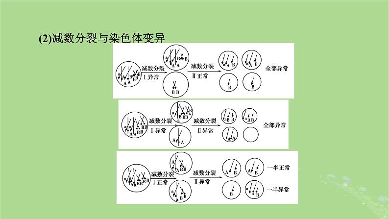 2025版高考生物一轮总复习必修1微专题4减数分裂与可遗传变异的关系课件第5页