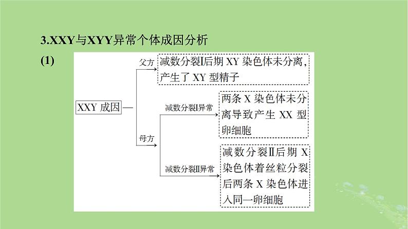 2025版高考生物一轮总复习必修1微专题4减数分裂与可遗传变异的关系课件第7页