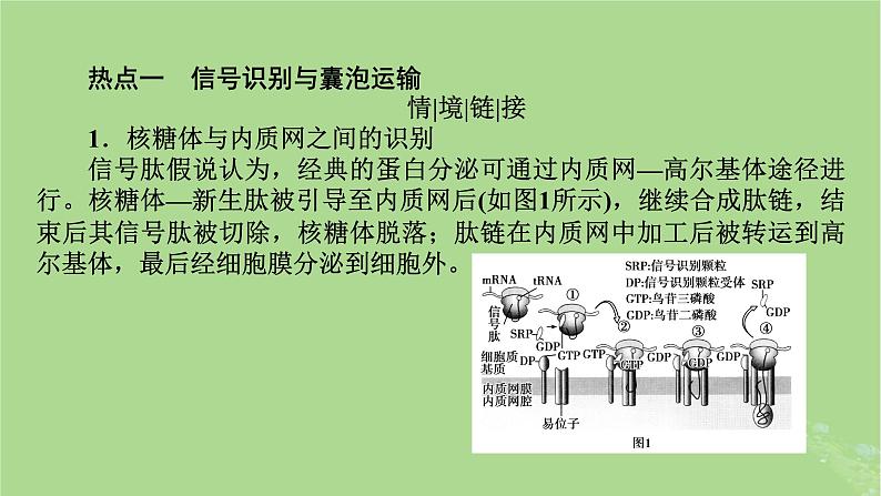 2025版高考生物一轮总复习必修1情境拓展1信号识别与囊泡运输主动运输三种类型课件第2页