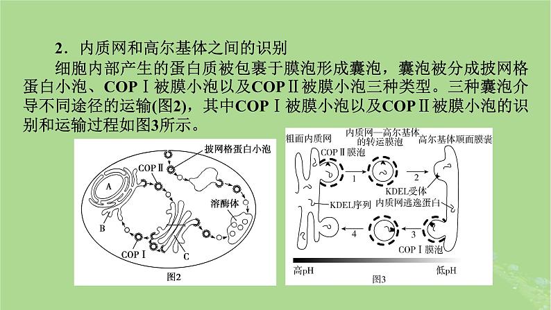 2025版高考生物一轮总复习必修1情境拓展1信号识别与囊泡运输主动运输三种类型课件第3页