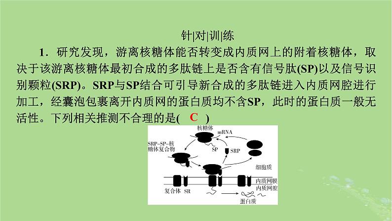 2025版高考生物一轮总复习必修1情境拓展1信号识别与囊泡运输主动运输三种类型课件第5页