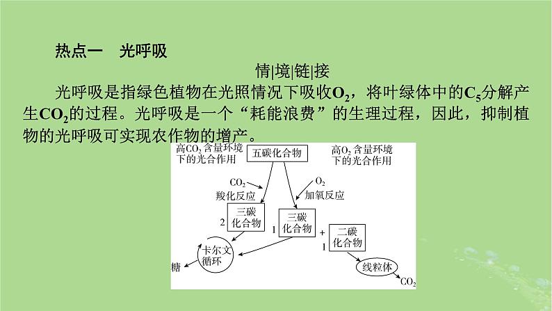 2025版高考生物一轮总复习必修1情境拓展2光呼吸C4植物等特殊代谢类型课件第2页