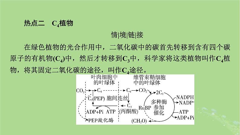 2025版高考生物一轮总复习必修1情境拓展2光呼吸C4植物等特殊代谢类型课件第6页