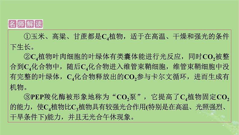 2025版高考生物一轮总复习必修1情境拓展2光呼吸C4植物等特殊代谢类型课件第7页