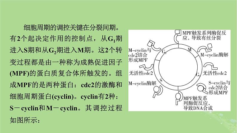 2025版高考生物一轮总复习必修1情境拓展3细胞周期调控和细胞自噬课件第3页