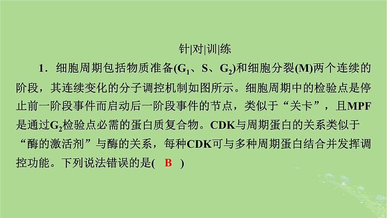 2025版高考生物一轮总复习必修1情境拓展3细胞周期调控和细胞自噬课件第4页