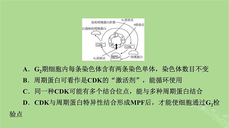 2025版高考生物一轮总复习必修1情境拓展3细胞周期调控和细胞自噬课件第5页