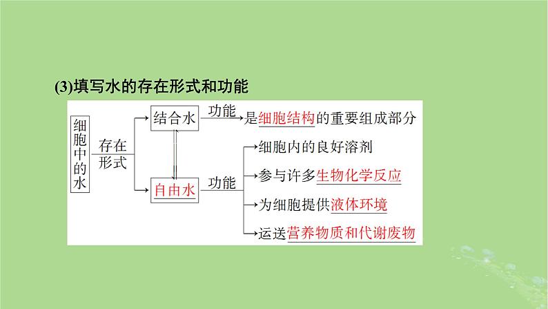 2025版高考生物一轮总复习必修1第1单元走近细胞和组成细胞的分子第2讲细胞中的元素和化合物无机物糖类和脂质课件第7页