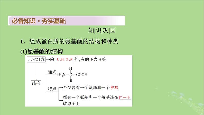 2025版高考生物一轮总复习必修1第1单元走近细胞和组成细胞的分子第3讲蛋白质和核酸课件第4页