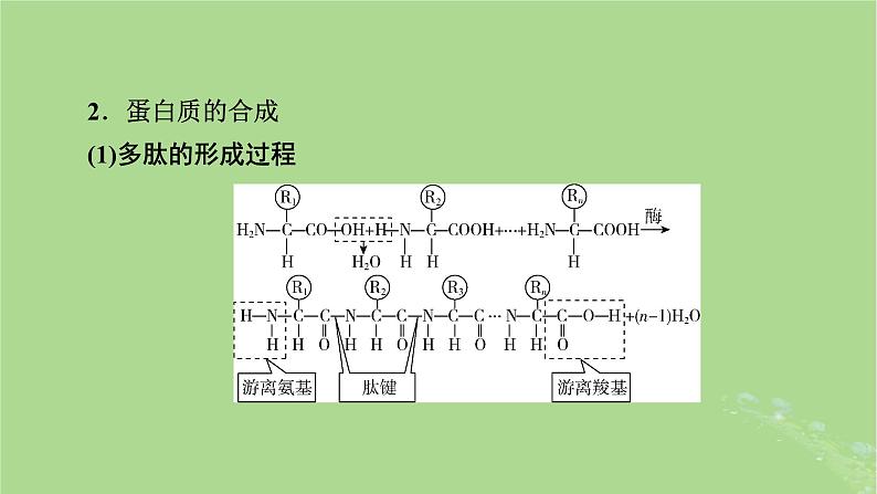 2025版高考生物一轮总复习必修1第1单元走近细胞和组成细胞的分子第3讲蛋白质和核酸课件第6页