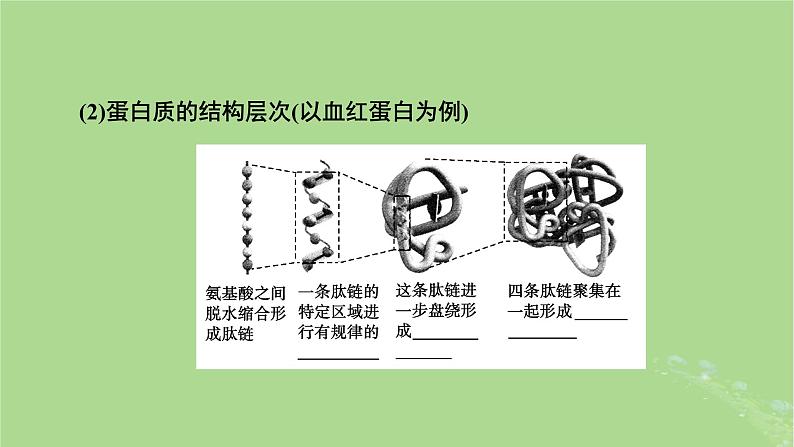 2025版高考生物一轮总复习必修1第1单元走近细胞和组成细胞的分子第3讲蛋白质和核酸课件第8页