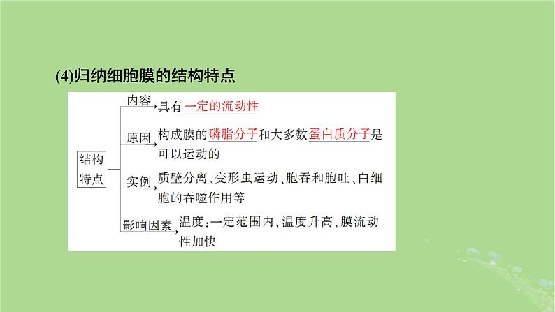 2025版高考生物一轮总复习必修1第2单元细胞的基本结构与物质输入和输出第1讲细胞膜和细胞核课件第8页