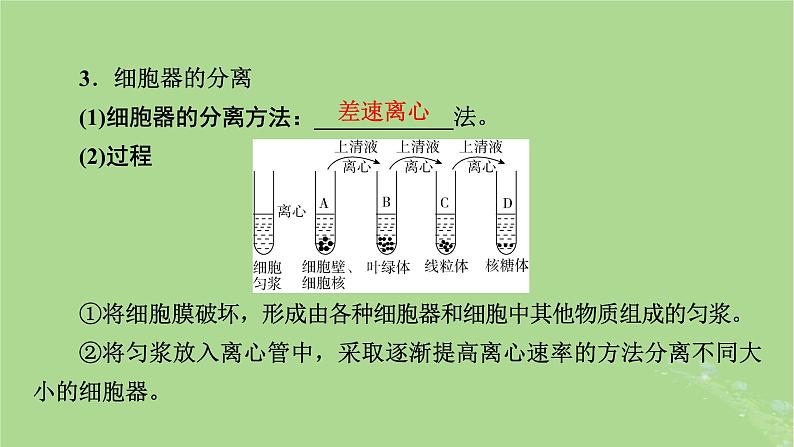 2025版高考生物一轮总复习必修1第2单元细胞的基本结构与物质输入和输出第2讲细胞器和生物膜系统课件第5页