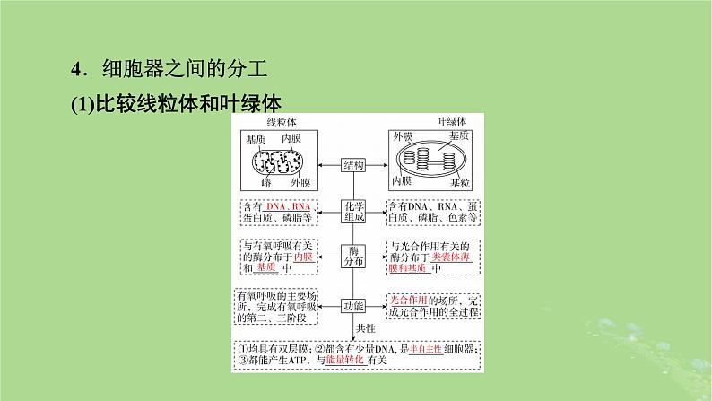 2025版高考生物一轮总复习必修1第2单元细胞的基本结构与物质输入和输出第2讲细胞器和生物膜系统课件第6页