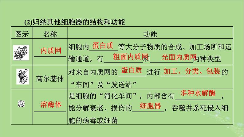 2025版高考生物一轮总复习必修1第2单元细胞的基本结构与物质输入和输出第2讲细胞器和生物膜系统课件第7页