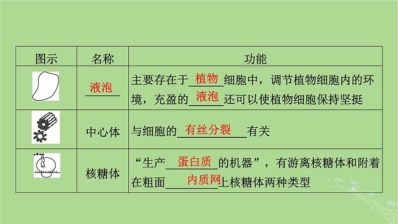 2025版高考生物一轮总复习必修1第2单元细胞的基本结构与物质输入和输出第2讲细胞器和生物膜系统课件第8页