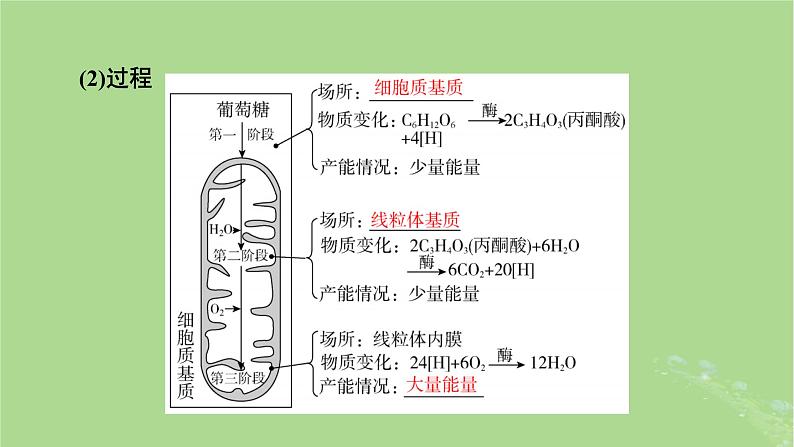 2025版高考生物一轮总复习必修1第3单元细胞的能量供应和利用第2讲细胞呼吸课件第6页