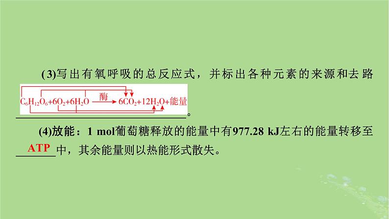 2025版高考生物一轮总复习必修1第3单元细胞的能量供应和利用第2讲细胞呼吸课件第7页