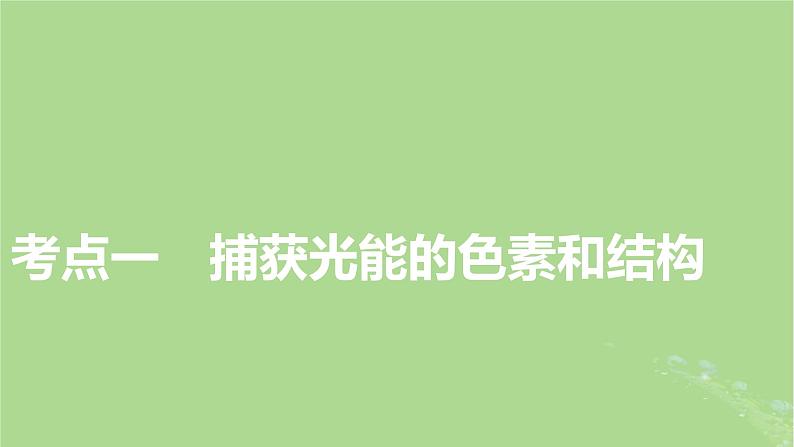 2025版高考生物一轮总复习必修1第3单元细胞的能量供应和利用第3讲捕获光能的色素和结构光合作用的原理课件第3页