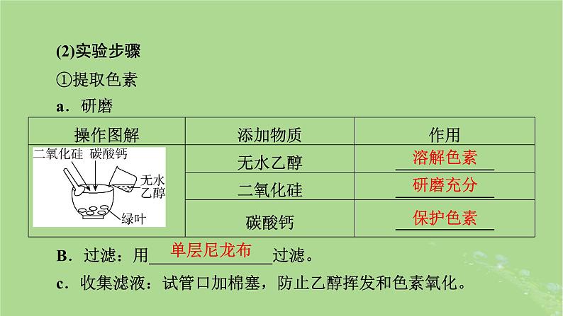 2025版高考生物一轮总复习必修1第3单元细胞的能量供应和利用第3讲捕获光能的色素和结构光合作用的原理课件第5页