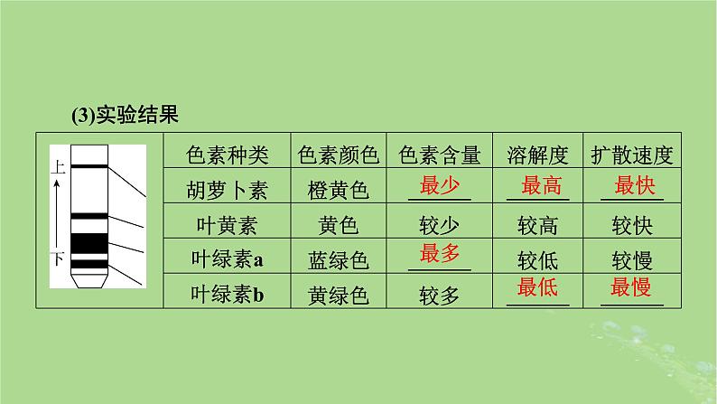 2025版高考生物一轮总复习必修1第3单元细胞的能量供应和利用第3讲捕获光能的色素和结构光合作用的原理课件第7页