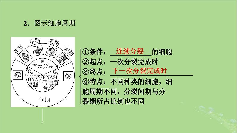 2025版高考生物一轮总复习必修1第4单元细胞的生命历程第1讲细胞的增殖课件第5页