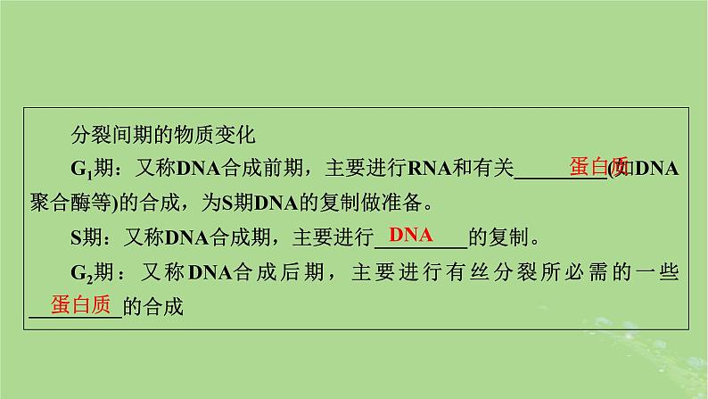 2025版高考生物一轮总复习必修1第4单元细胞的生命历程第1讲细胞的增殖课件第6页