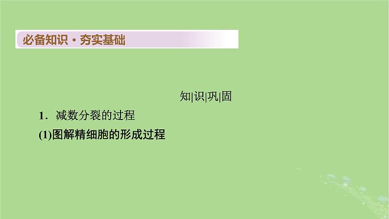 2025版高考生物一轮总复习必修1第4单元细胞的生命历程第2讲细胞的减数分裂和受精作用课件第4页