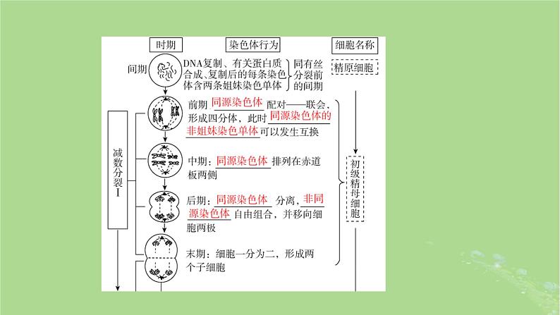 2025版高考生物一轮总复习必修1第4单元细胞的生命历程第2讲细胞的减数分裂和受精作用课件第5页